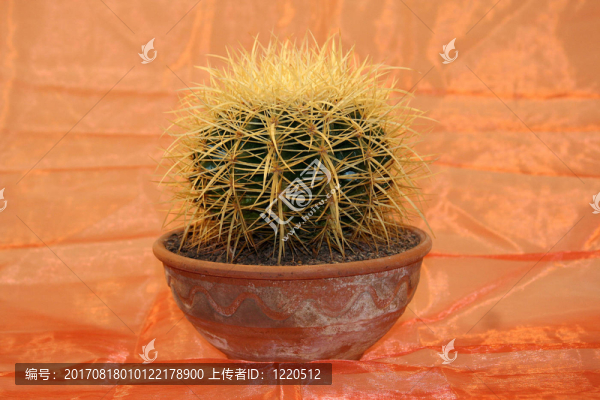 指出
