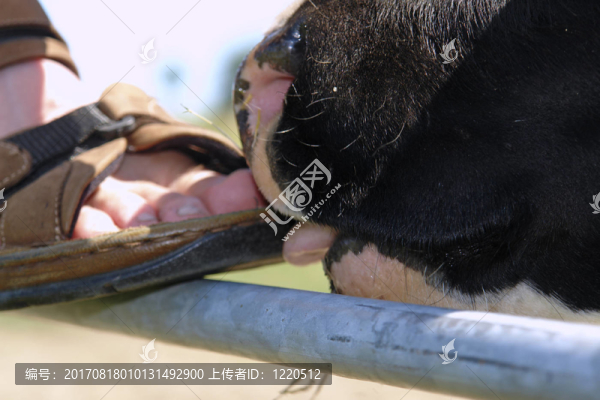舔腳