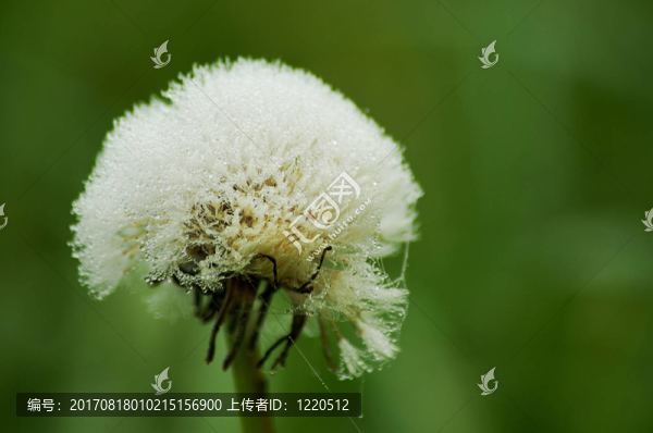 充分pustet