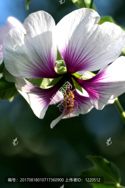 芙蓉花，掛