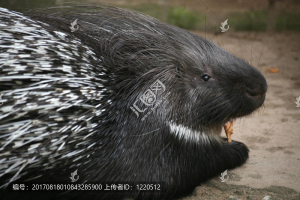 動(dòng)物