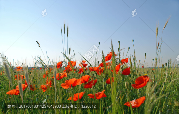 藍(lán)色的光芒