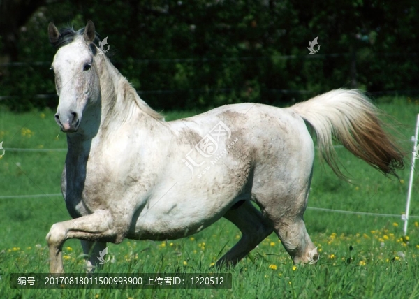 馬