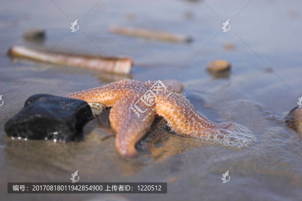 明星