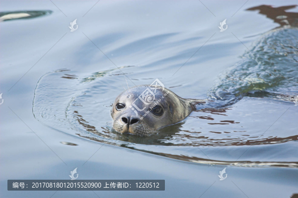 小海豹III