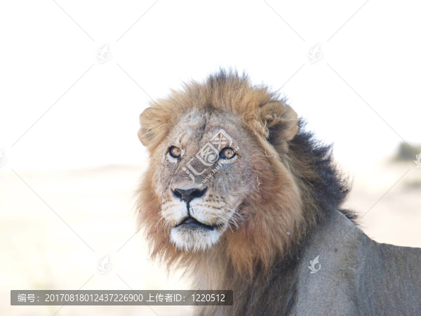 逆光雄獅