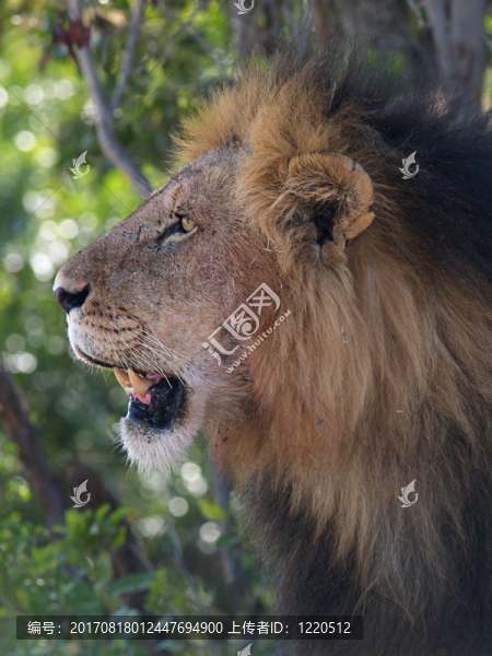 雄獅halbportrait