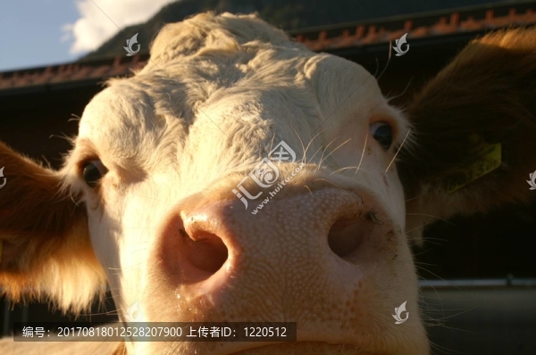 你是誰？
