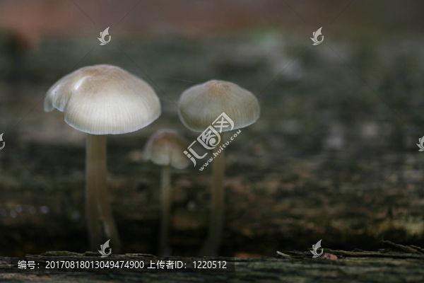 三人幫