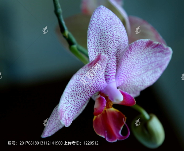 蘭花的夢