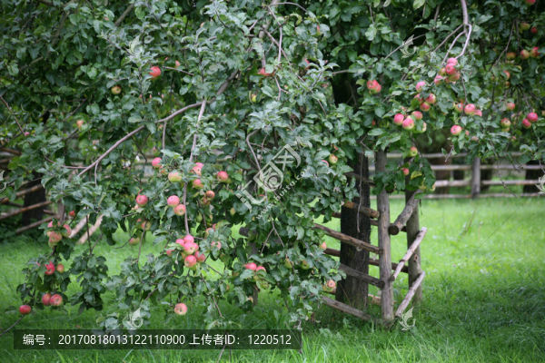 streuobstwiese