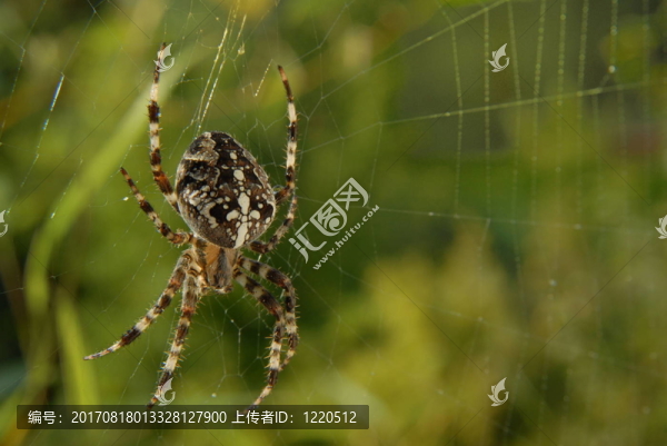 kreuzspinne