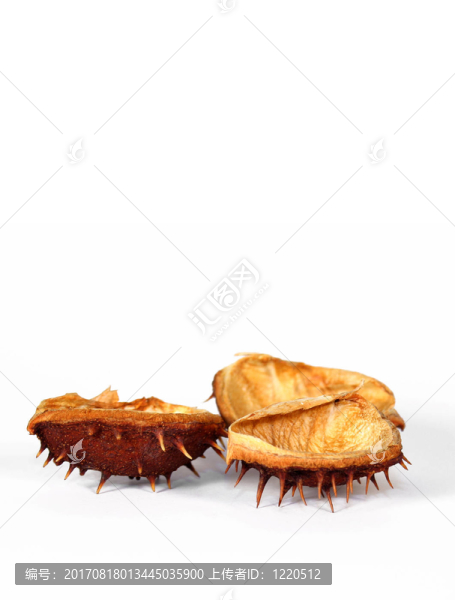 樹