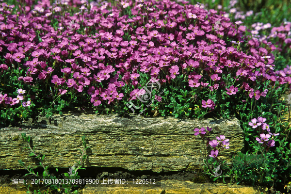 紫芥菜deltoidea，藍(lán)色的墊子，墻