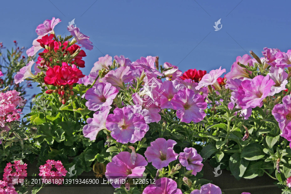 花