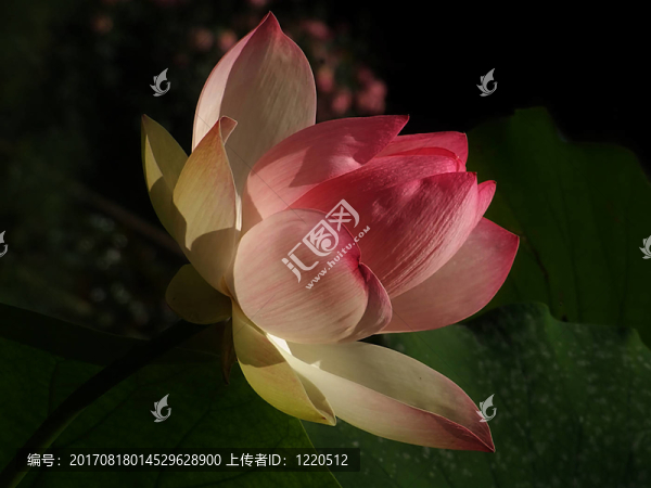 荷葉邊