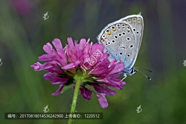 蝴蝶Polyommatus