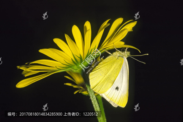 菜粉蝶，白色的小