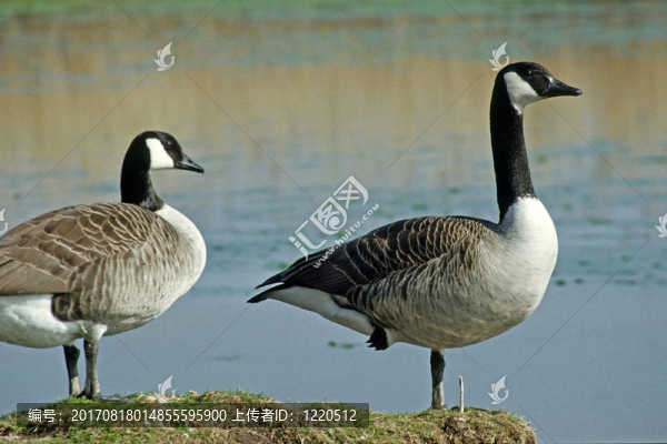 加拿大鵝、黑額黑雁