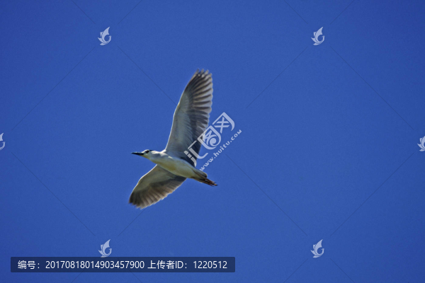 飛行