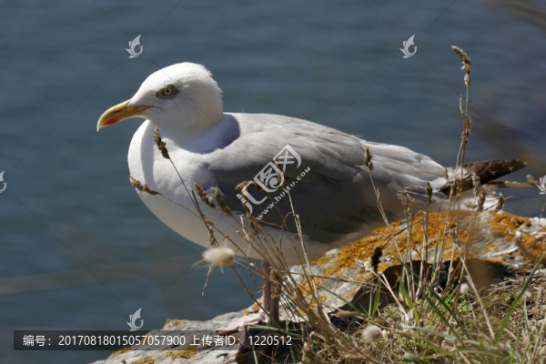 鳥