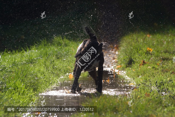 拳擊手背光搖水