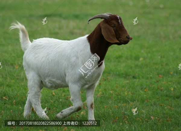 好奇