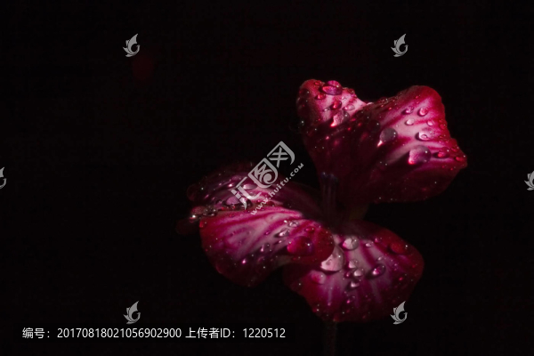 精致的清新