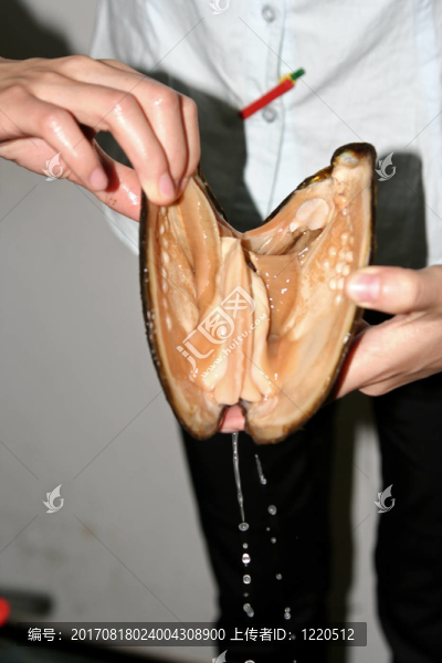 養(yǎng)殖牡蠣
