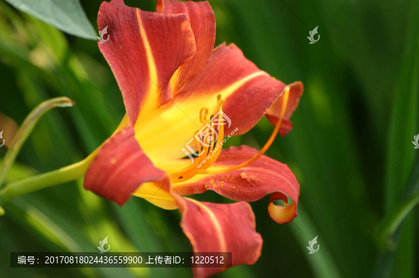 橙色