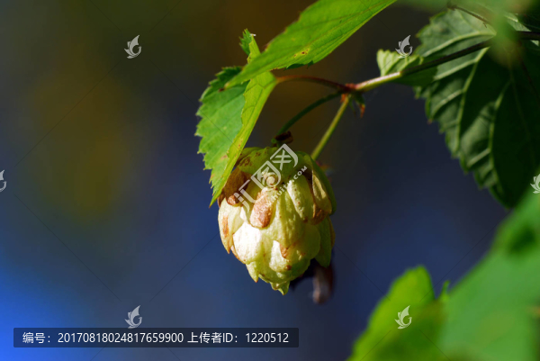 啤酒花02