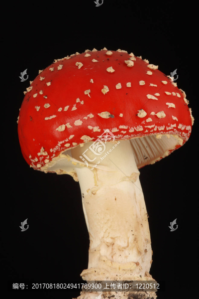fliegenpilz