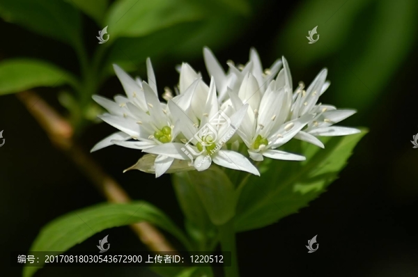 香料