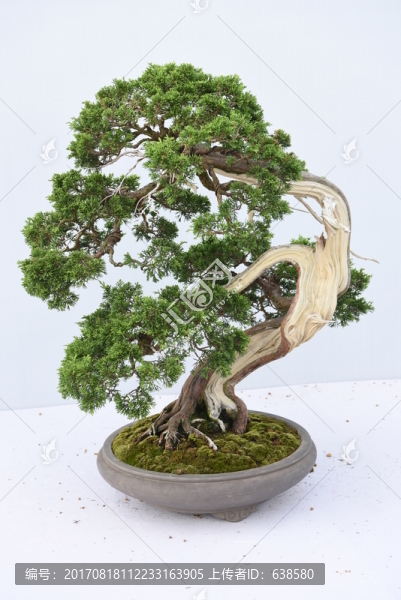 盆景盆栽