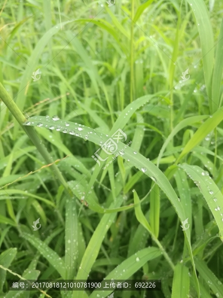 青草