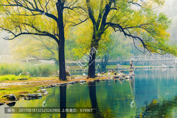 唯美柳樹秋景