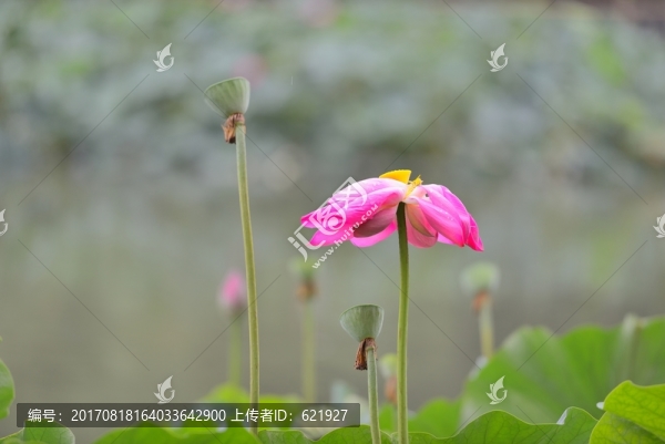 荷花