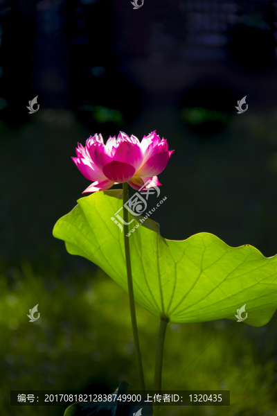 荷花
