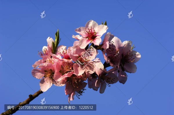 櫻花