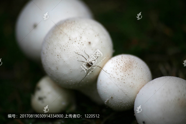 蜘蛛對馬勃