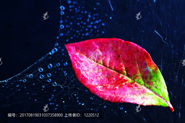 藍(lán)