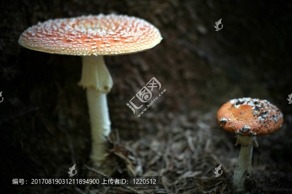 紅白色
