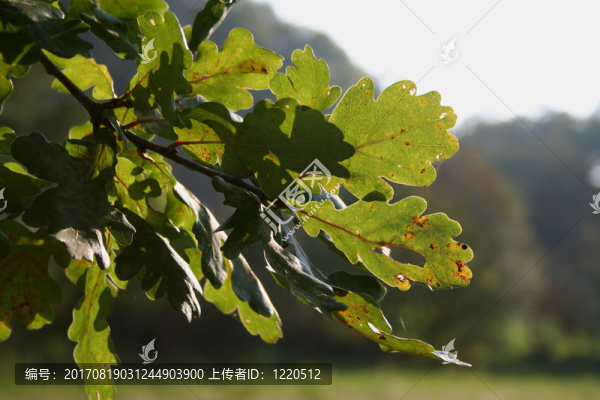 橡樹(shù)在秋天