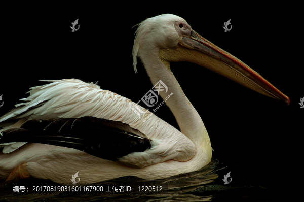 鵜鶘