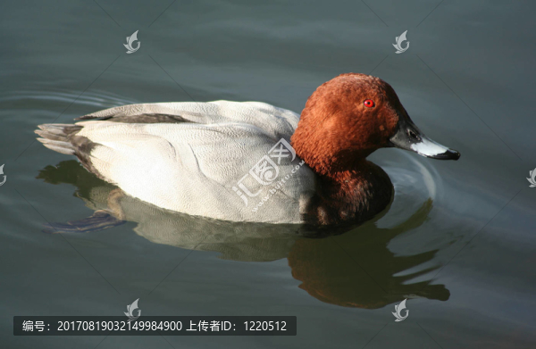 水