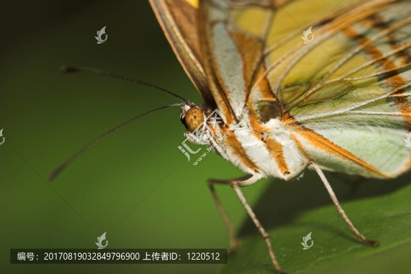 昆蟲(chóng)