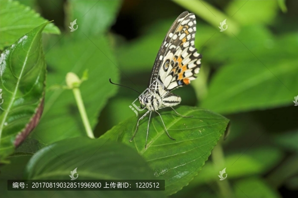 蝴蝶V