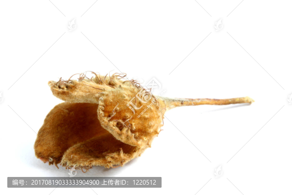 山毛櫸堅果殼