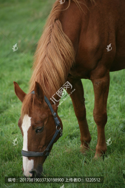 馬