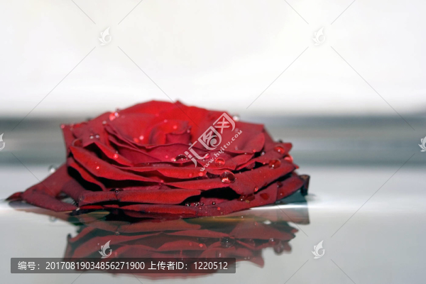 玫瑰的反思